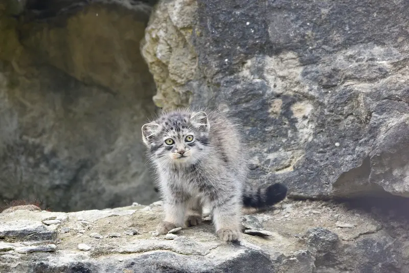 A photograph of a Pallas's cat in Port Lympne Wild Animal Park