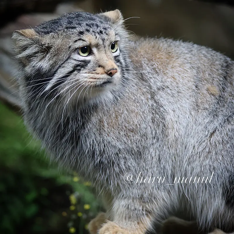 A photograph of Nagomu in Nasu Animal Kingdom
