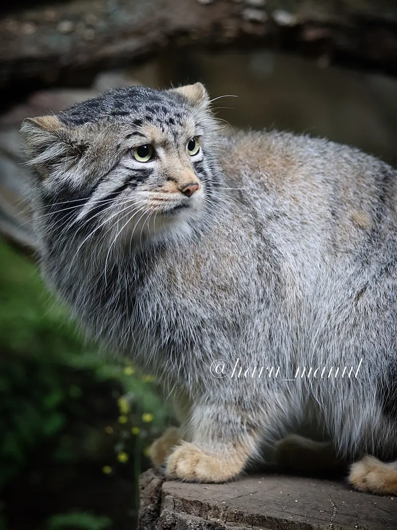 A photograph of Nagomu in Nasu Animal Kingdom