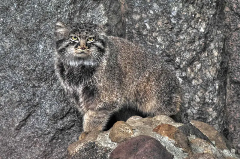 A photograph of Darlay in Moscow zoo