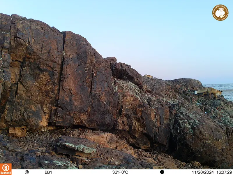 A photograph of Red fox from Aktas-Kunkora camera trap