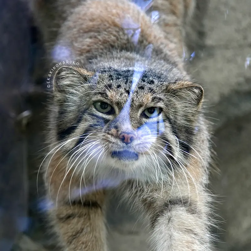 A photograph of Az in Kobe Animal Kingdom