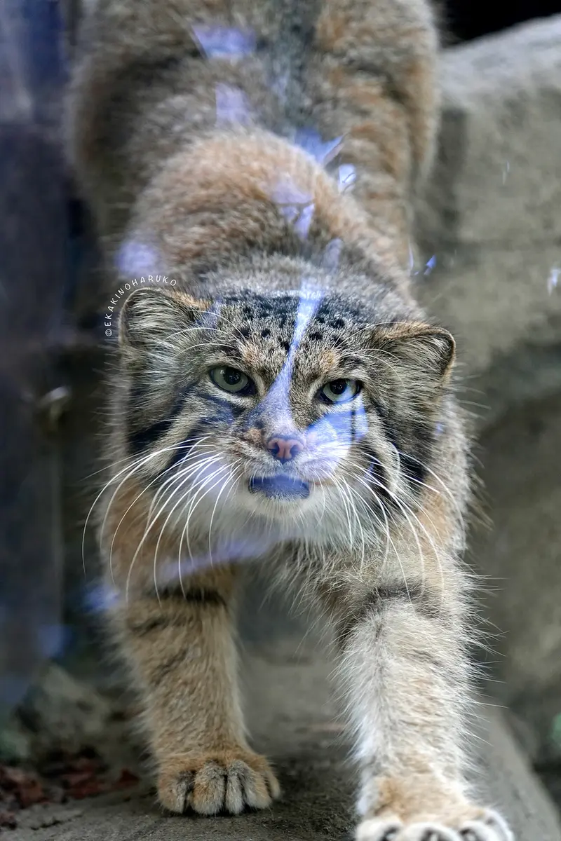 A photograph of Az in Kobe Animal Kingdom