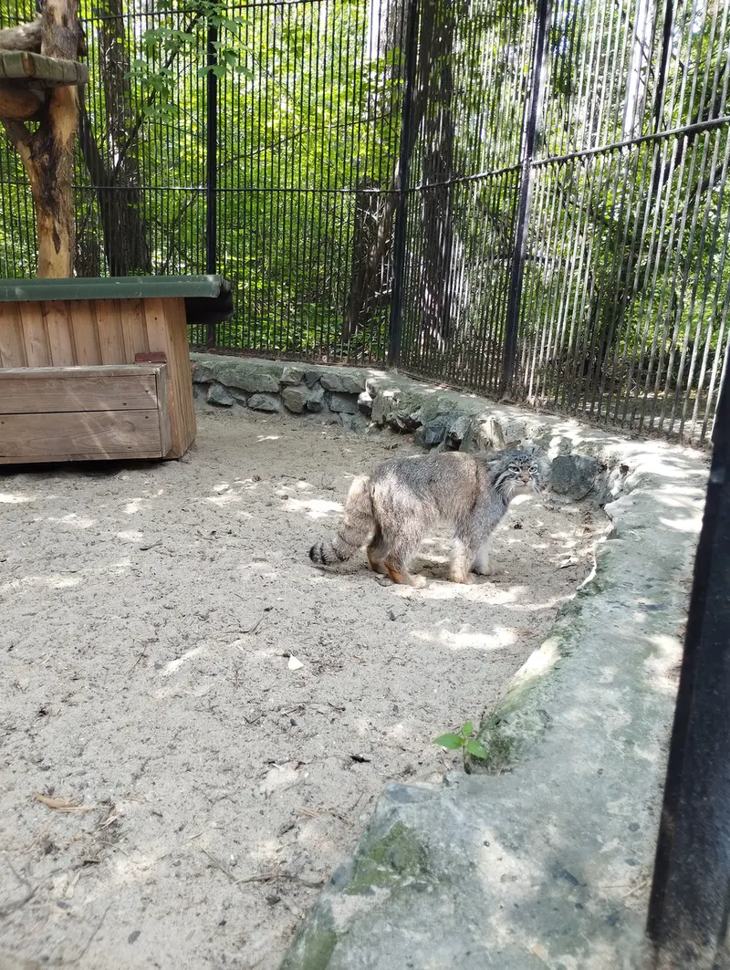 A photograph of a Pallas's cat in Novosibirsk Zoo