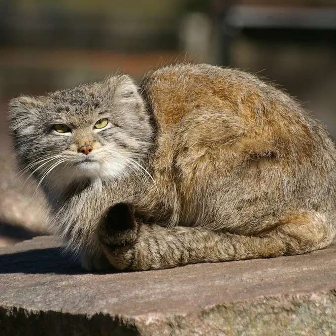A photograph of Benny in Parken Zoo