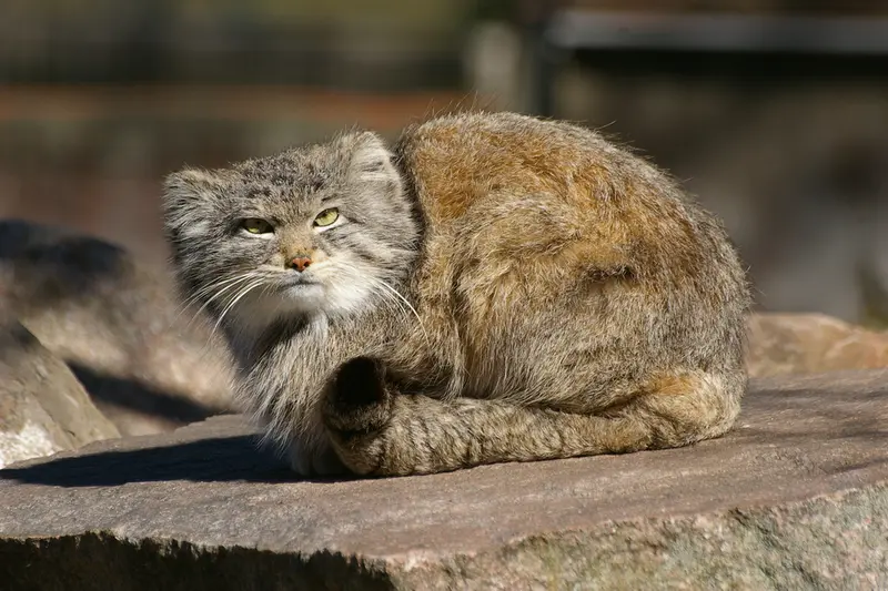 A photograph of Benny in Parken Zoo