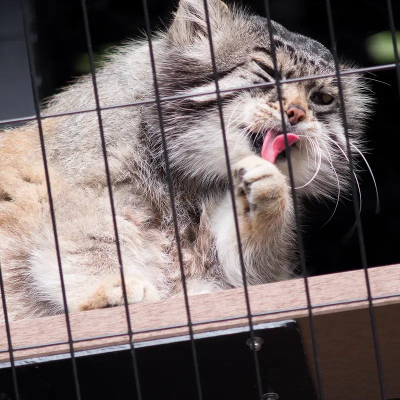 A photograph of Grusha in Asahiyama Zoo