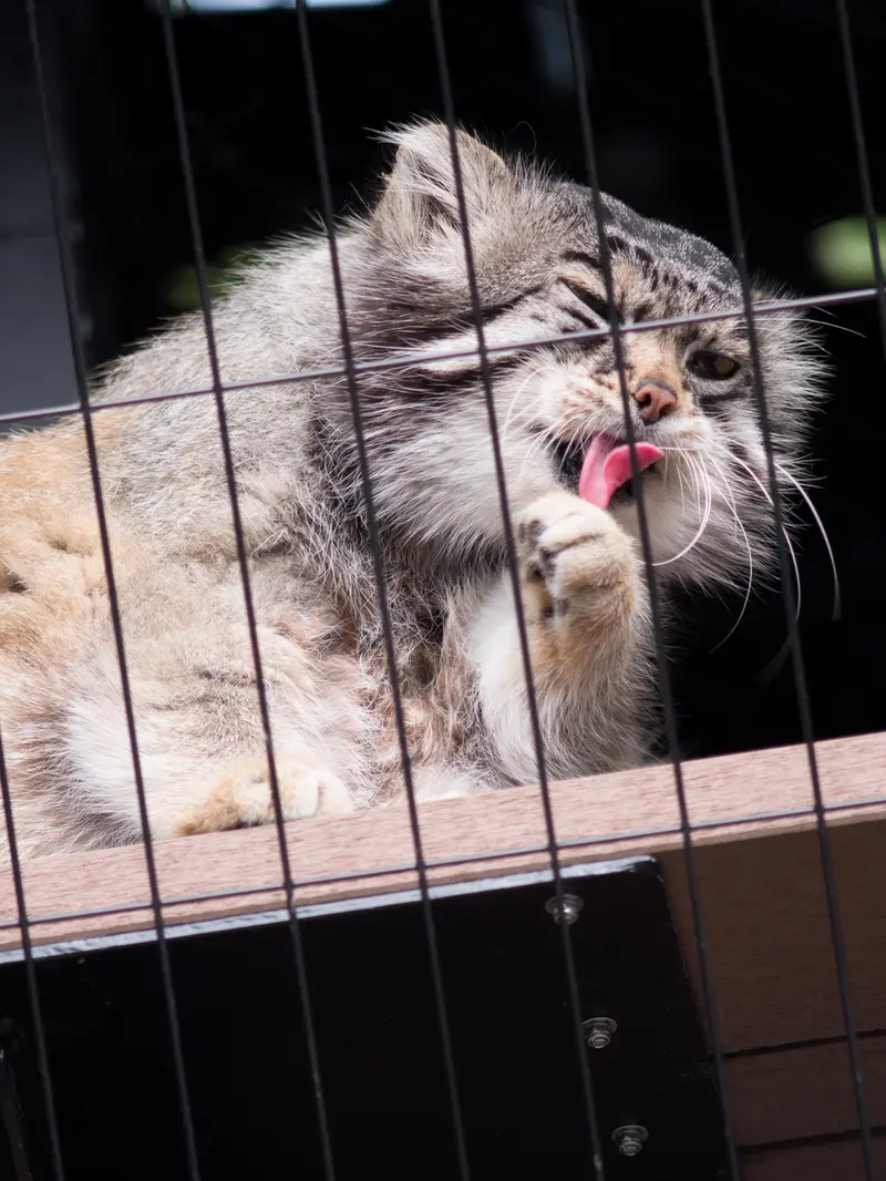 A photograph of Grusha in Asahiyama Zoo