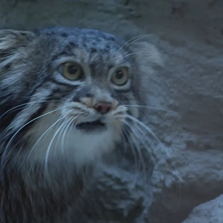 A photograph of Figa in Nogeyama Zoo