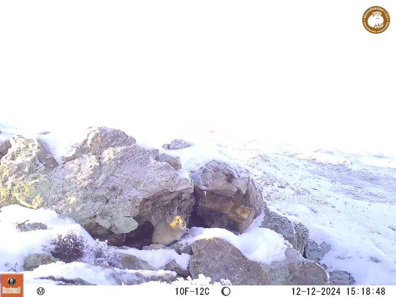 A photograph of Pika from Besshoky 1 camera trap
