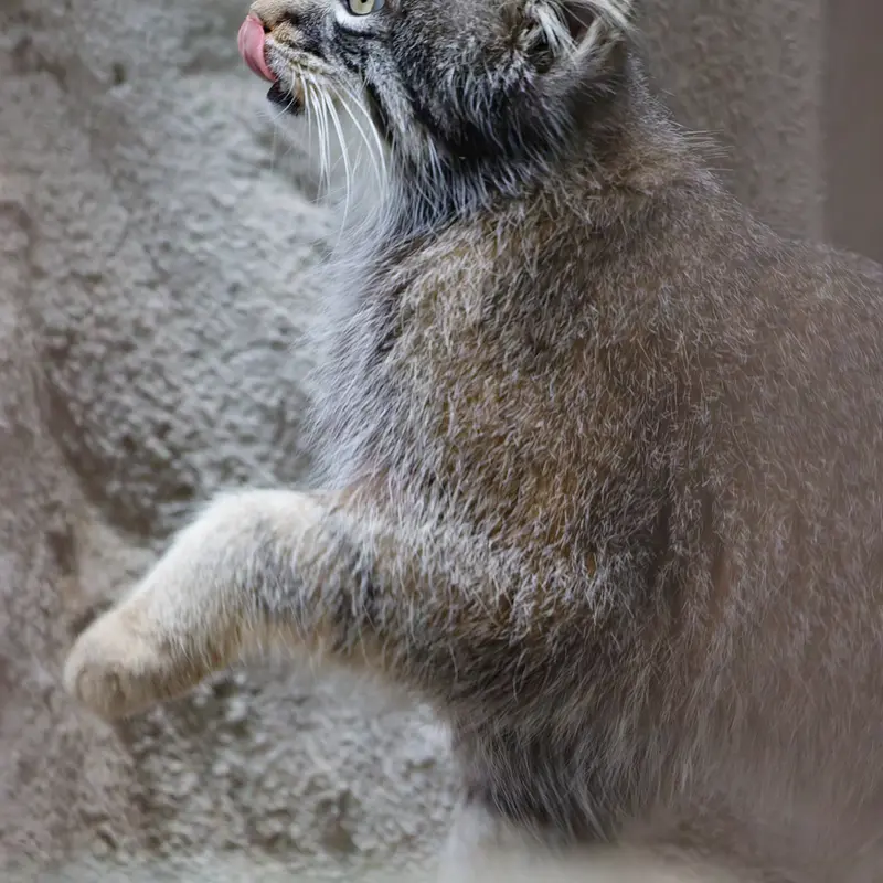 A photograph of Figa in Nogeyama Zoo