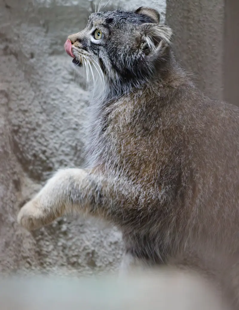 A photograph of Figa in Nogeyama Zoo