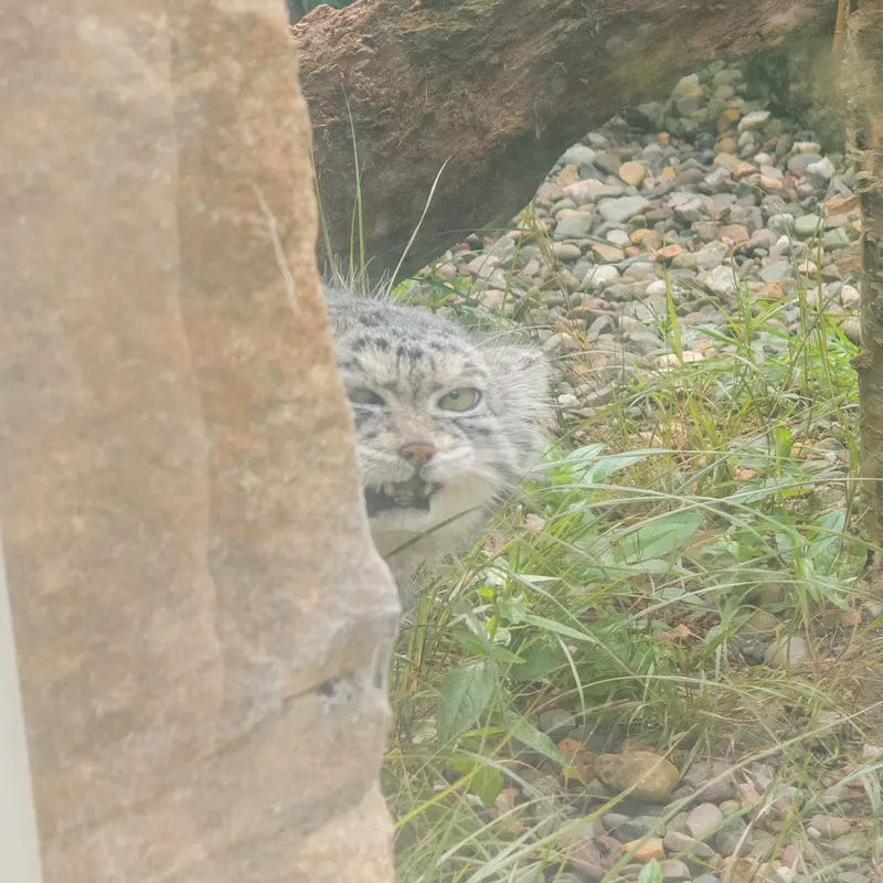 A photograph of Akiko in Edinburgh Zoo