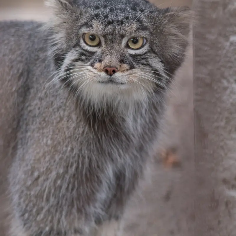 A photograph of Figa in Nogeyama Zoo