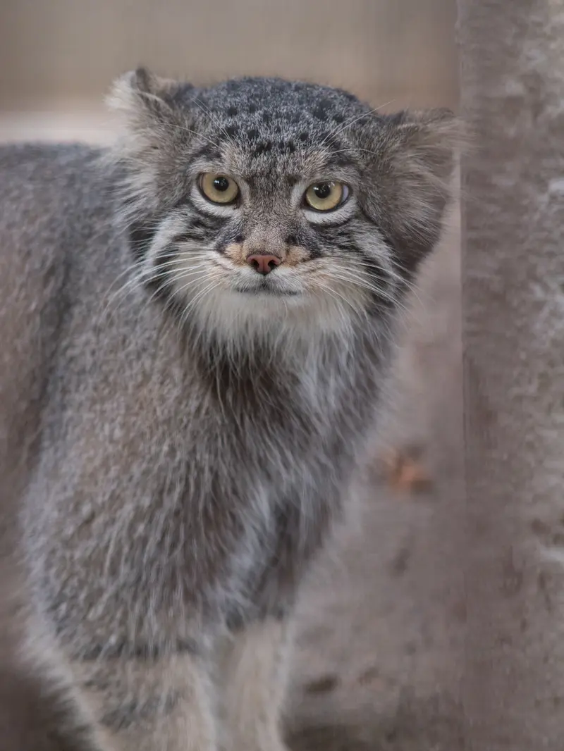 A photograph of Figa in Nogeyama Zoo