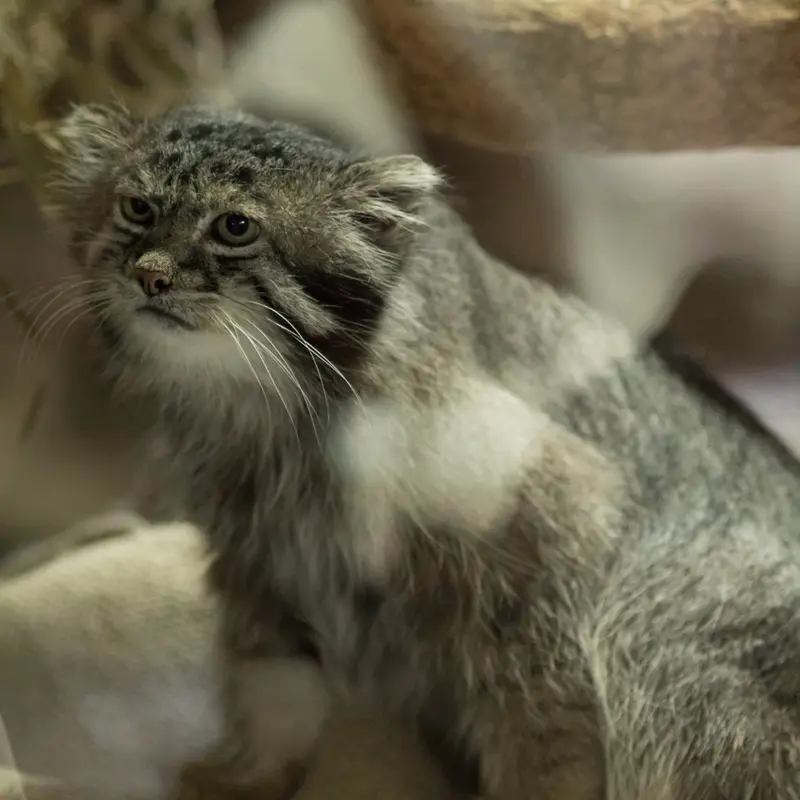 A photograph of Klyon in Ueno Zoological Gardens