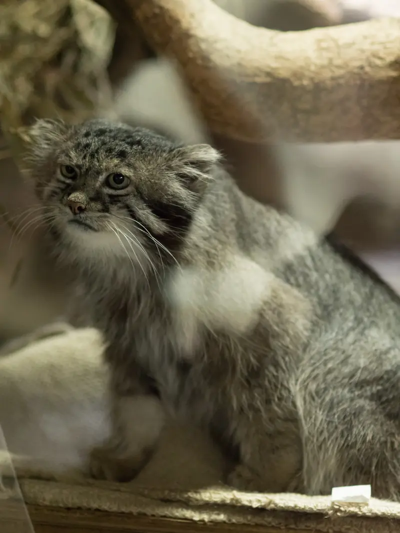 A photograph of Klyon in Ueno Zoological Gardens