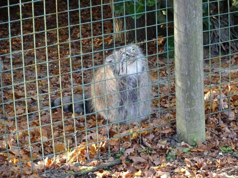 A photograph of a Pallas's cat in The Big Cat Sanctuary