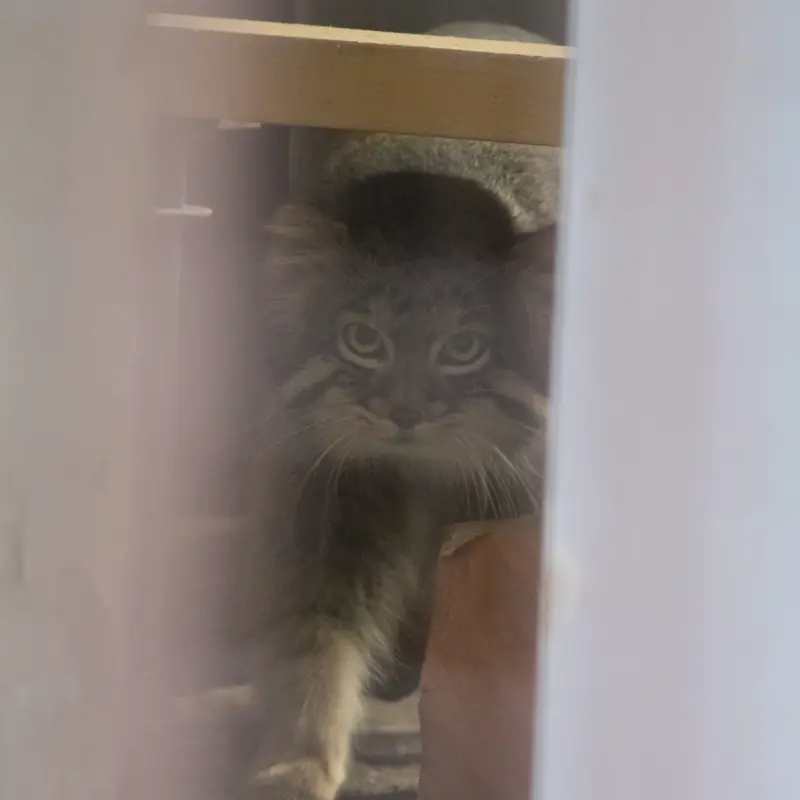 A photograph of Figa in Nogeyama Zoo