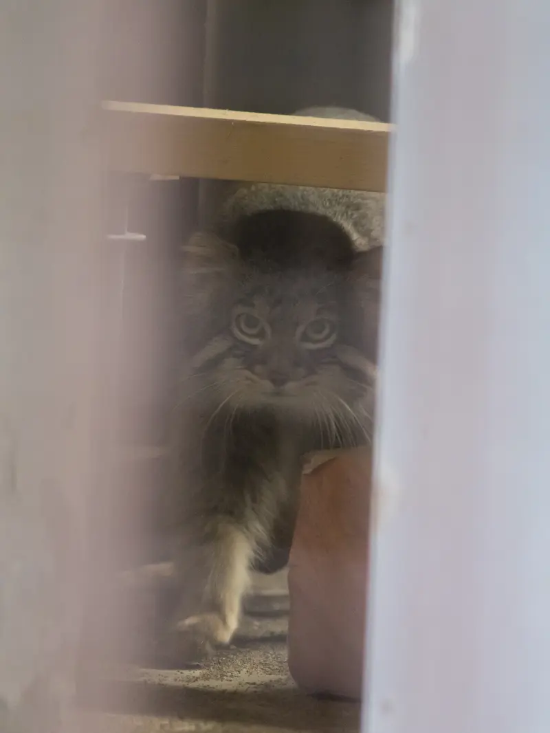 A photograph of Figa in Nogeyama Zoo