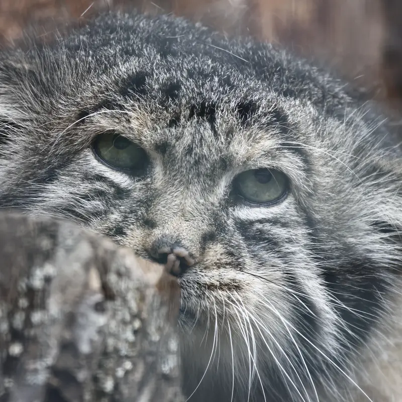 A photograph of Sven in Leningrad zoo