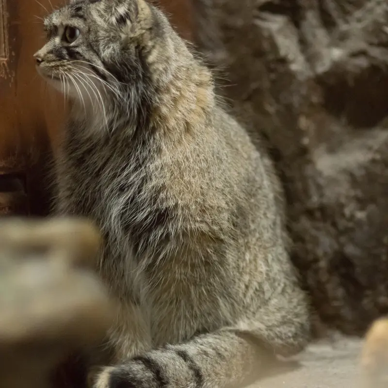 A photograph of Shafran in Ueno Zoological Gardens