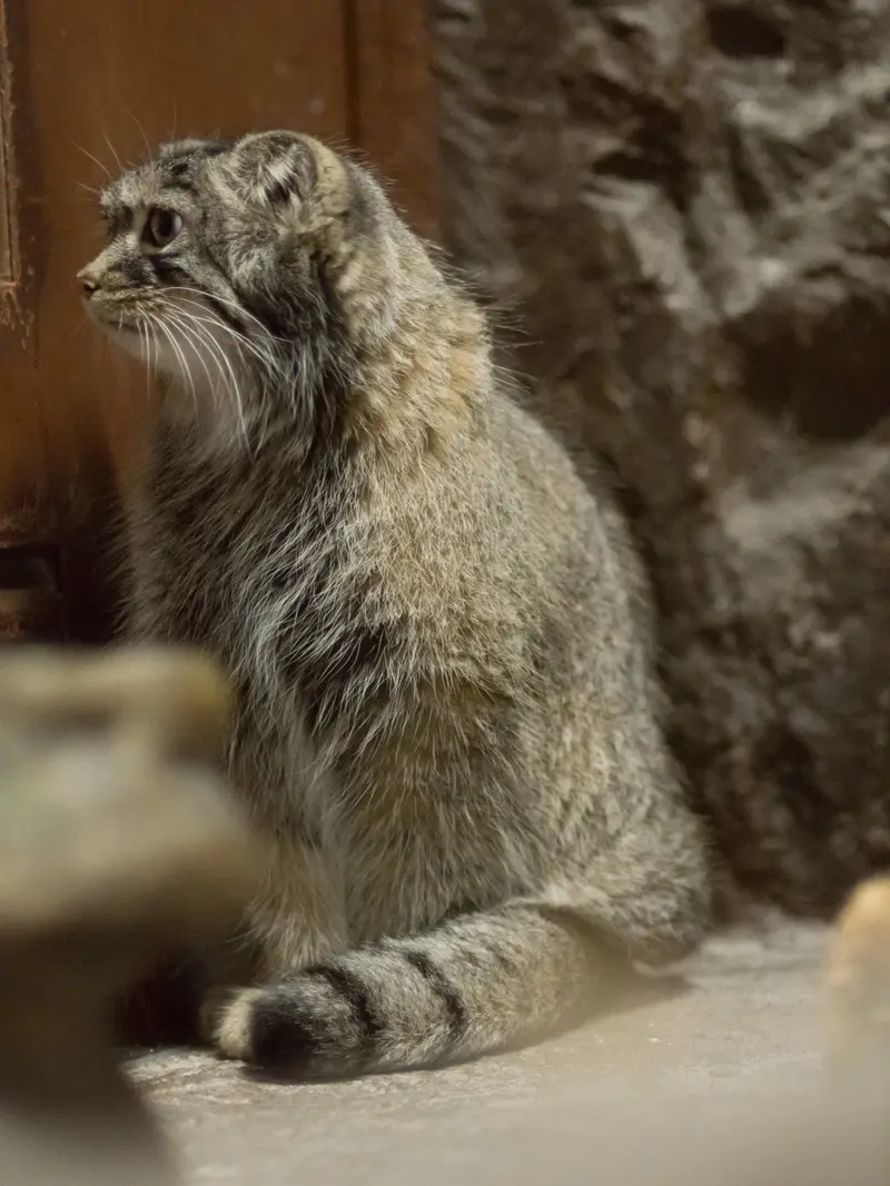 A photograph of Shafran in Ueno Zoological Gardens