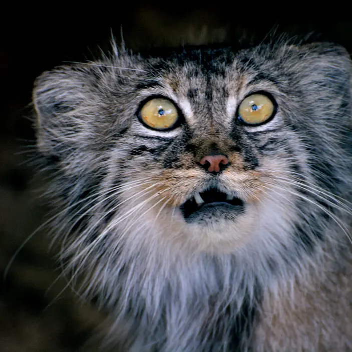 A photograph of Tula in The Big Cat Sanctuary