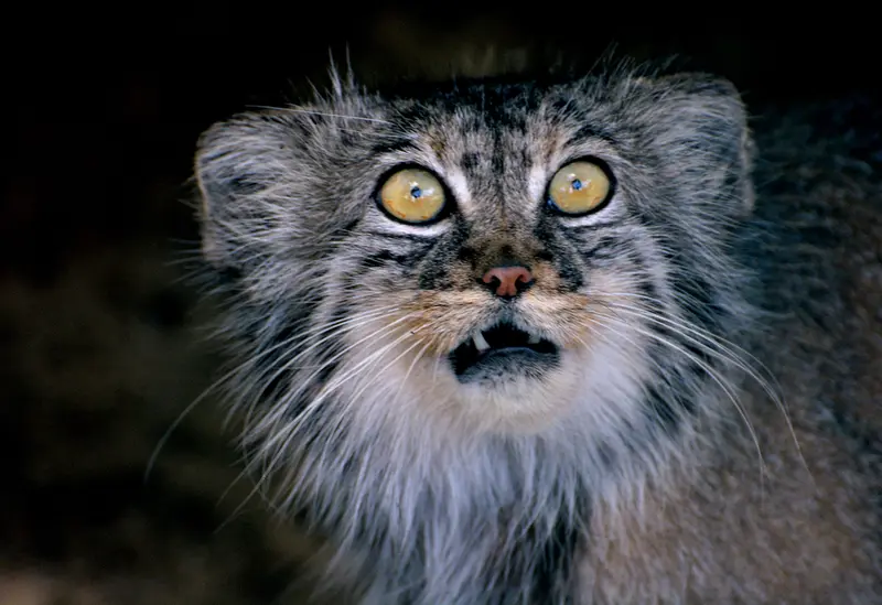 A photograph of Tula in The Big Cat Sanctuary