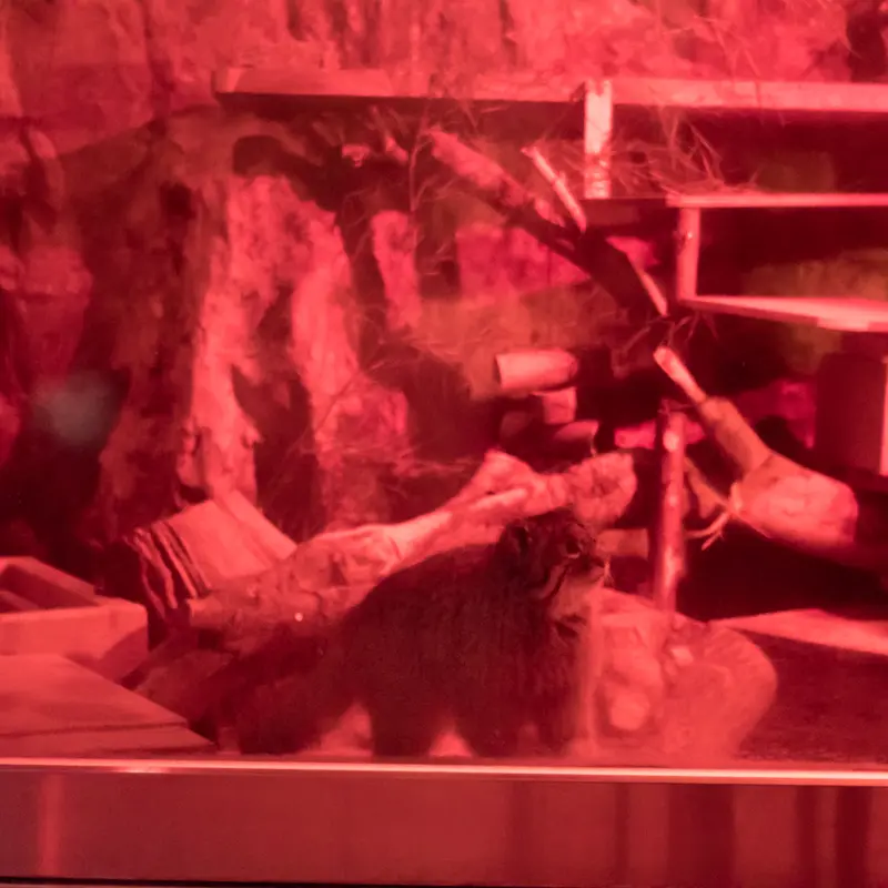 A photograph of Naim in Ueno Zoological Gardens