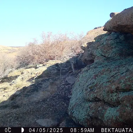 A photograph of Otocolobus manul manul from Bektauata 2 camera trap