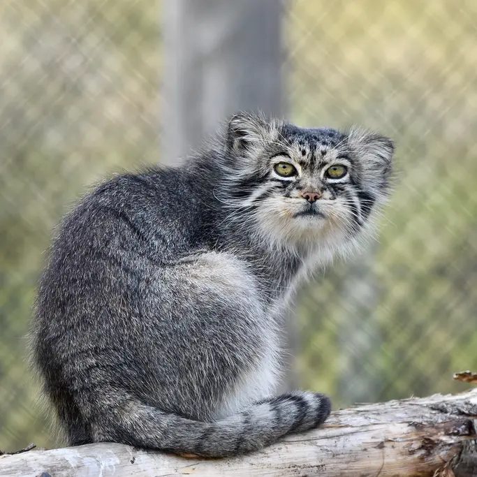 A photograph of Atlan in Port Lympne Wild Animal Park