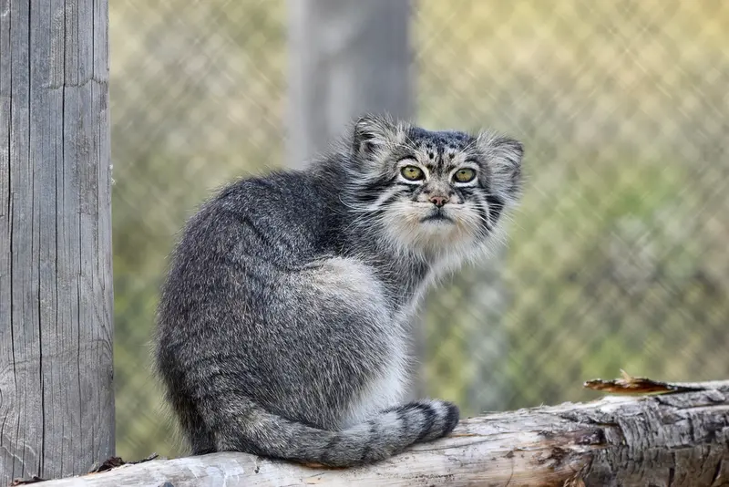 A photograph of Atlan in Port Lympne Wild Animal Park