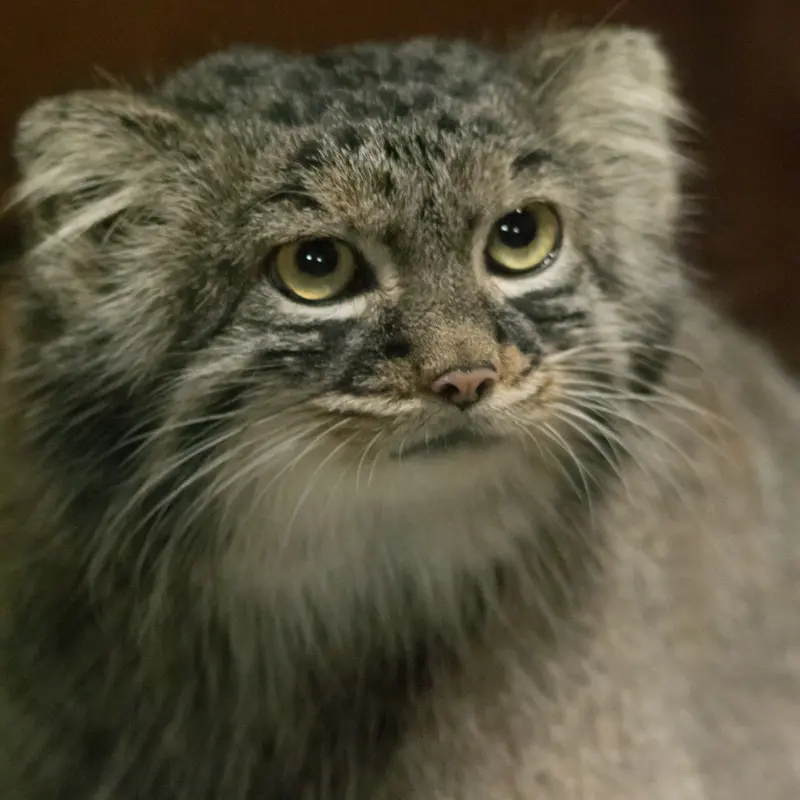 A photograph of Shafran in Ueno Zoological Gardens