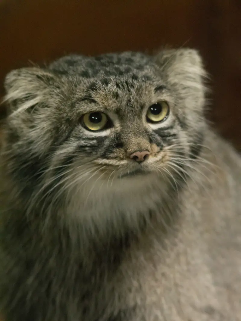 A photograph of Shafran in Ueno Zoological Gardens