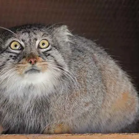A photograph of Shar in Saitama Children's Zoo