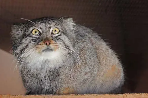 A photograph of Shar in Saitama Children's Zoo