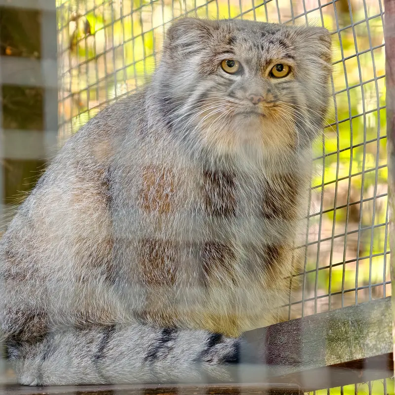 A photograph of Aysen in Košice Zoo