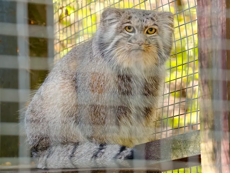 A photograph of Aysen in Košice Zoo