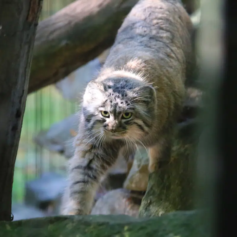 A photograph of Tsas in Kraków Zoo