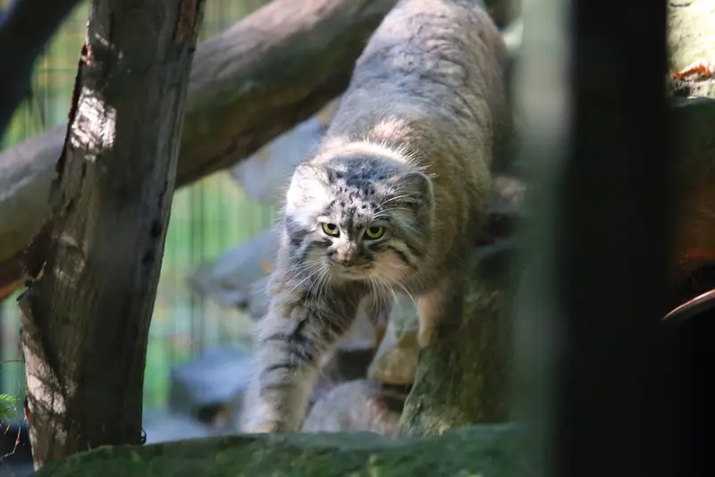 A photograph of Tsas in Kraków Zoo