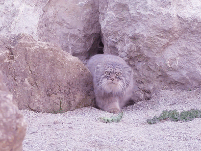Manul IKEA plush in Australia