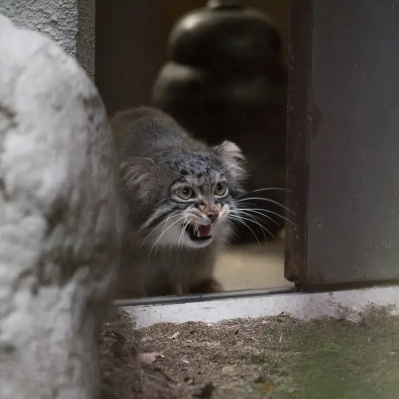 A photograph of Figa in Nogeyama Zoo