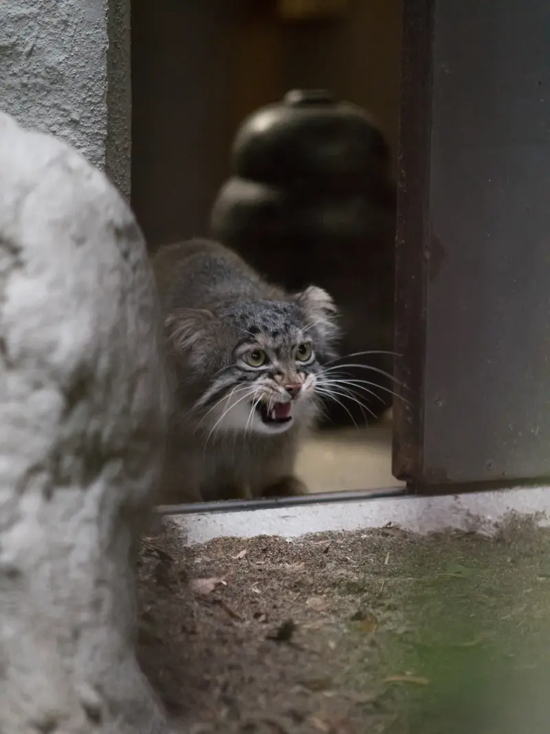 A photograph of Figa in Nogeyama Zoo