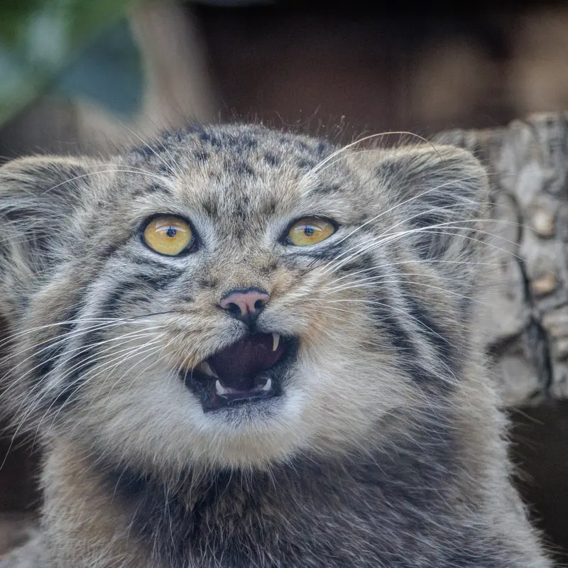A photograph of a Pallas's cat in Leningrad zoo