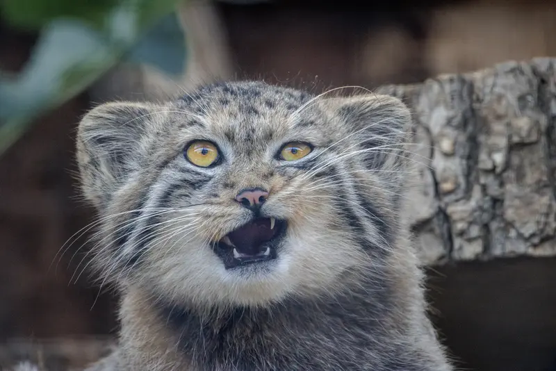 A photograph of a Pallas's cat in Leningrad zoo