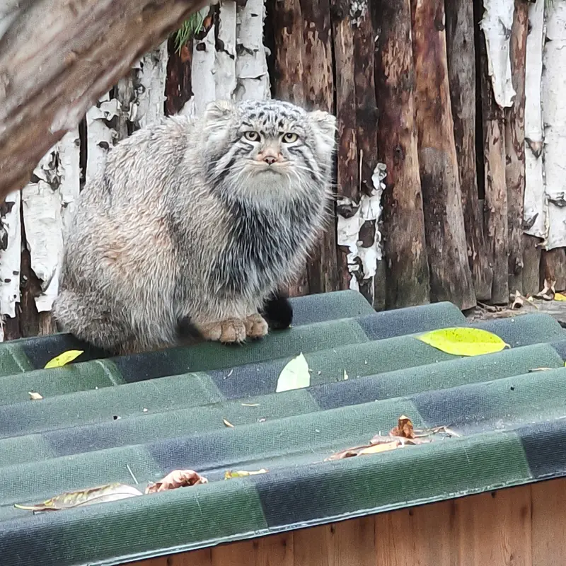 A photograph of Son of Lolo b.2026 Ⅱ in Novosibirsk Zoo