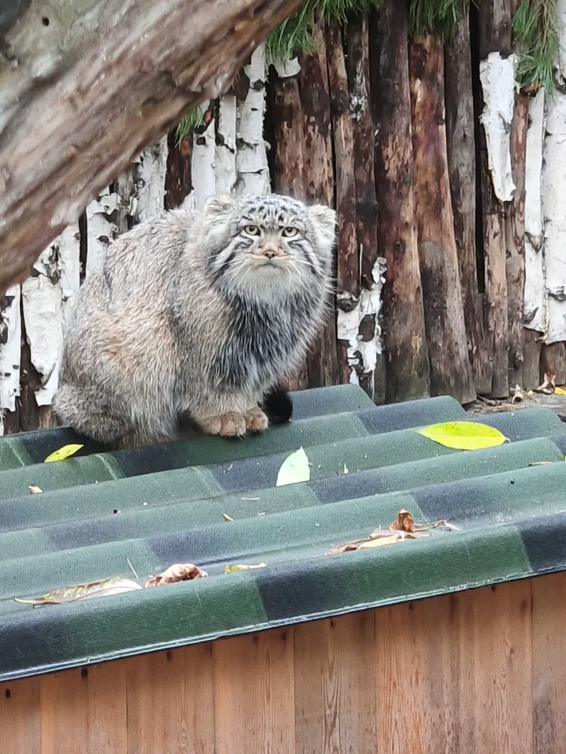 A photograph of Son of Lolo b.2026 Ⅱ in Novosibirsk Zoo