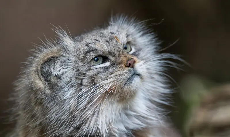 A photograph of a Pallas's cat