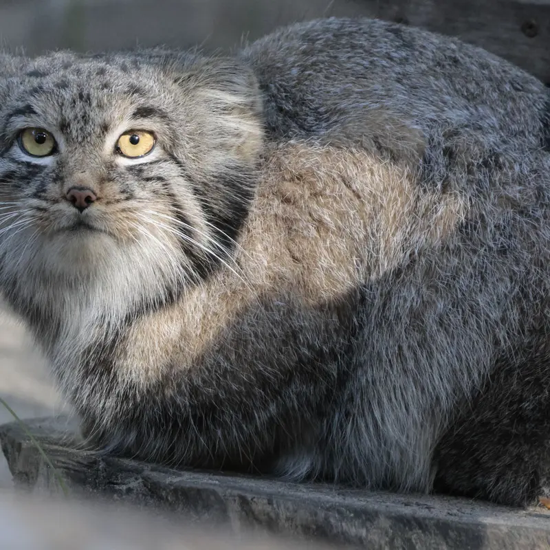 A photograph of Mensu in Novosibirsk Zoo